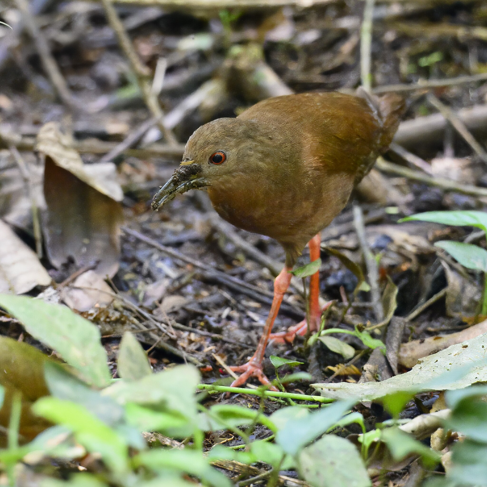 image Uniform Crake